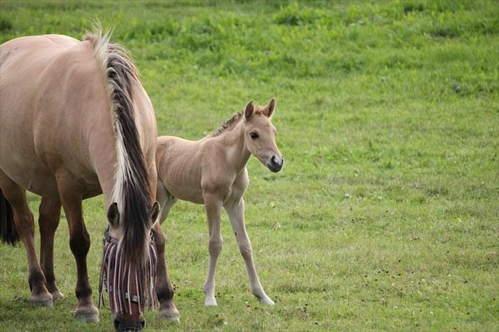 Anden særlig race Oldgårdens Cocio *X-part* billede 20