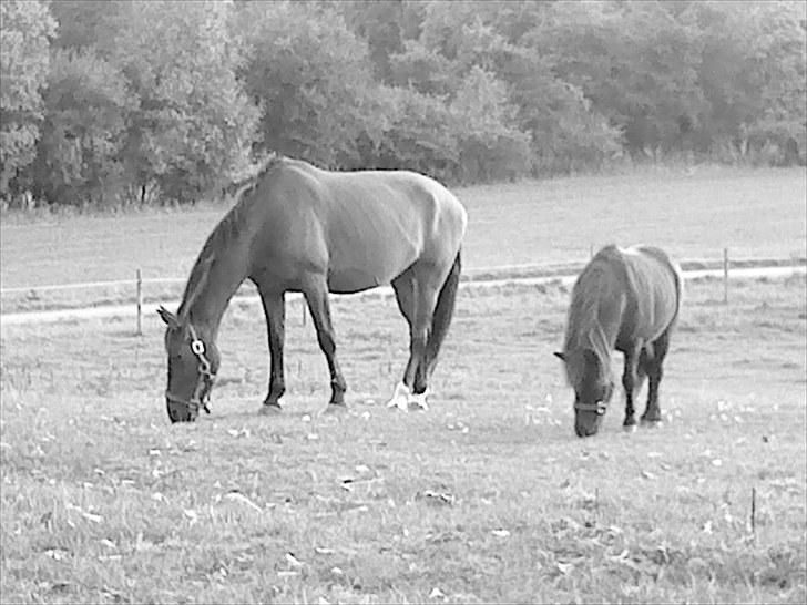 Anden særlig race Chasiopia - Ja det er hende den største ;b <3 billede 13