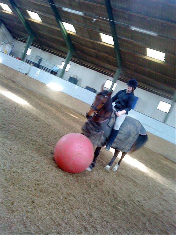 Anden særlig race Chasiopia billede 14