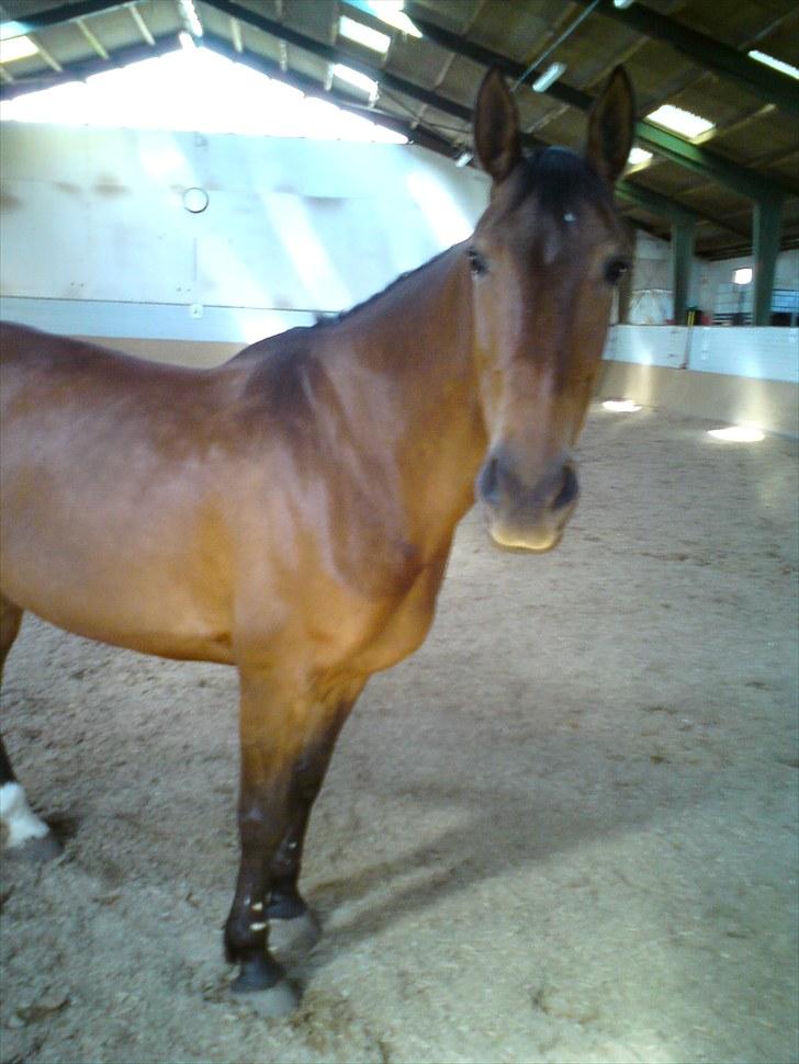 Anden særlig race Chasiopia billede 16