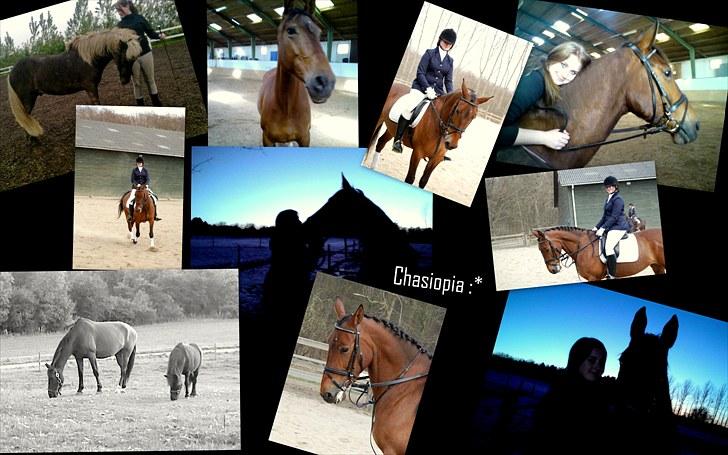 Anden særlig race Chasiopia billede 17