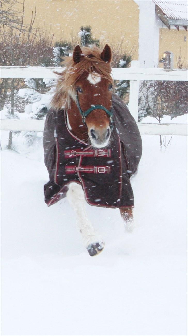 Anden særlig race Morgan - Action in the snow - Howling Pictures . billede 17