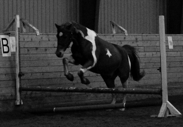 Anden særlig race Morgan - Flying Morgan :) - Howling Pictures . billede 19