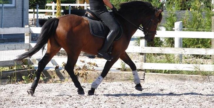 Anden særlig race Mr. smokie'  Mit Et & Alt - Smokie træning der hjemme sommer. :* billede 18