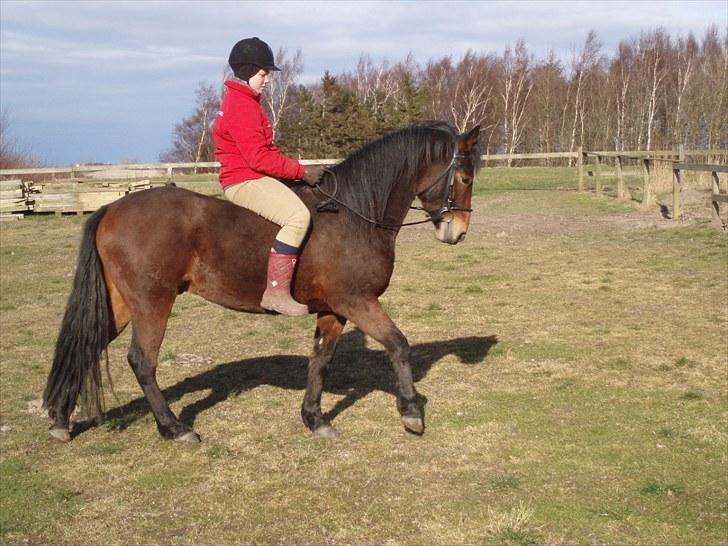 Connemara Bredemadgaards Astaldo billede 18