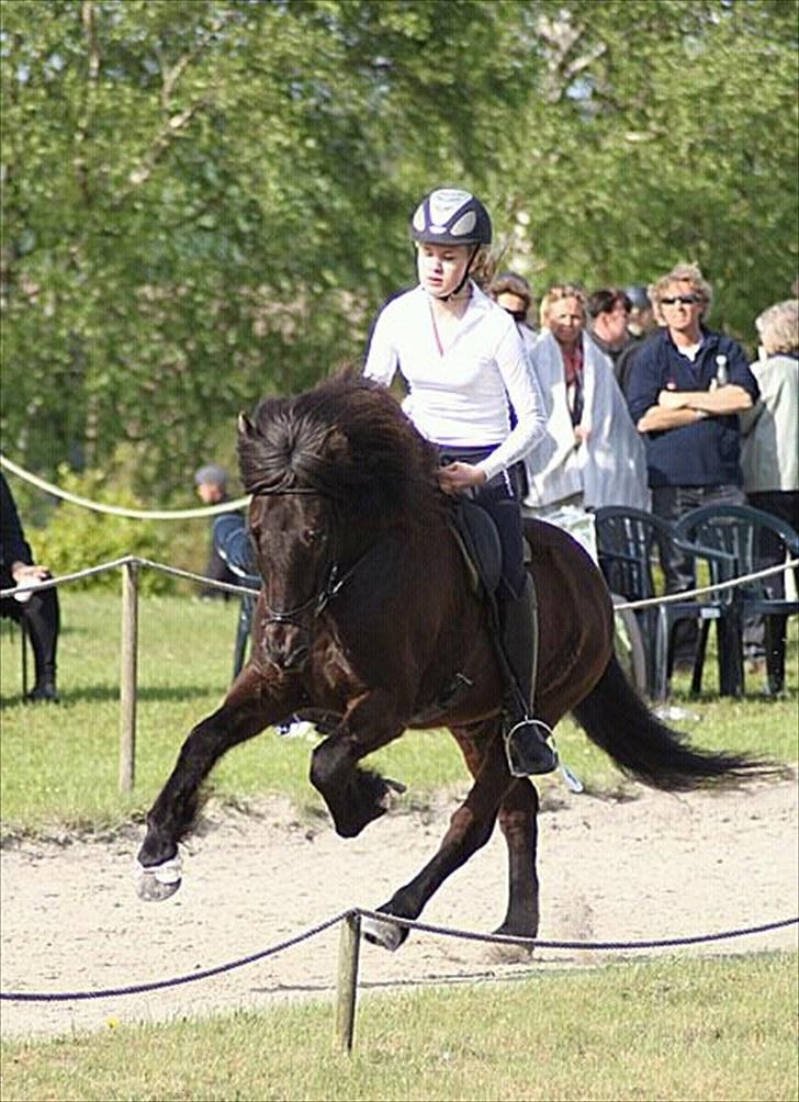 Islænder Breki fra Kroki billede 12