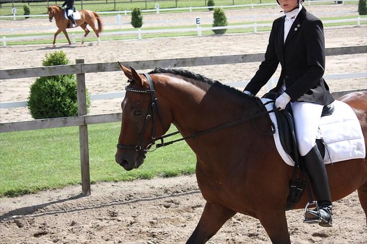 Dansk Varmblod Romann billede 8