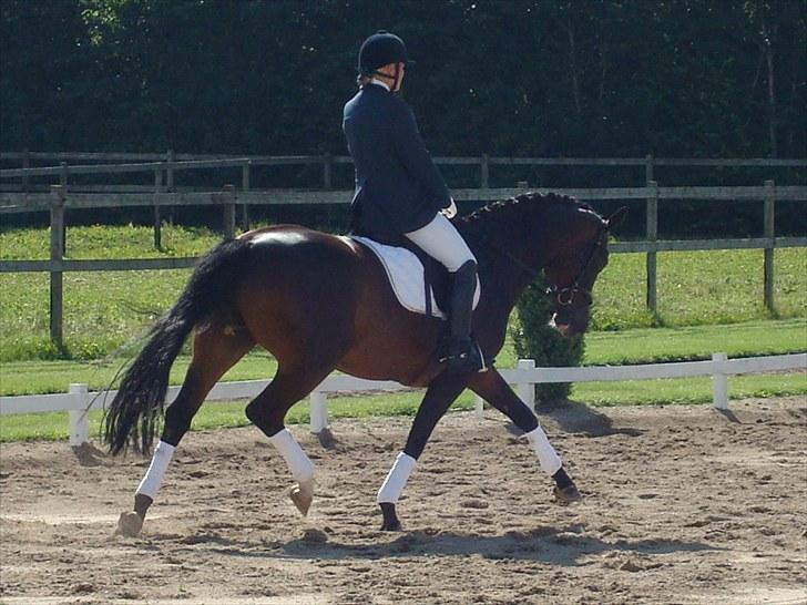 Dansk Varmblod Højersmindes Sheer - Distriktsstævne Tørring 7 august 2010 billede 12