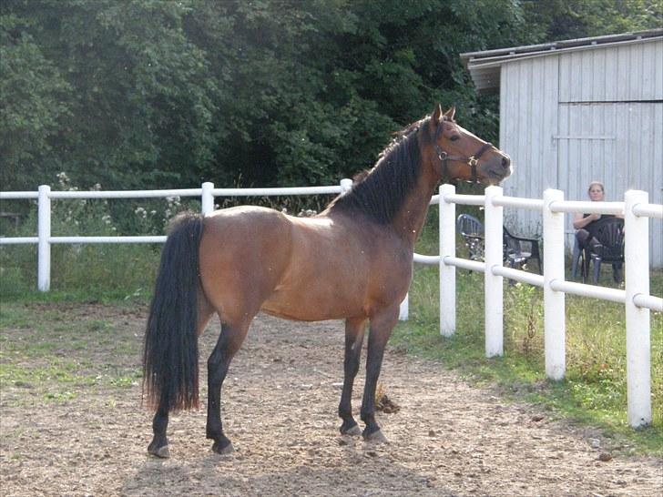 Connemara Bredemadgaards Astaldo billede 19