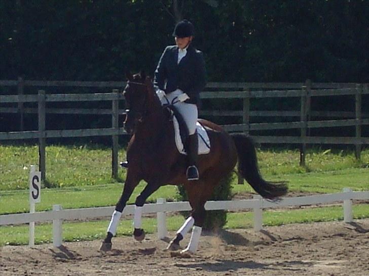 Dansk Varmblod Højersmindes Sheer - Distriktsstævne Tørring 7 august 2010 billede 13