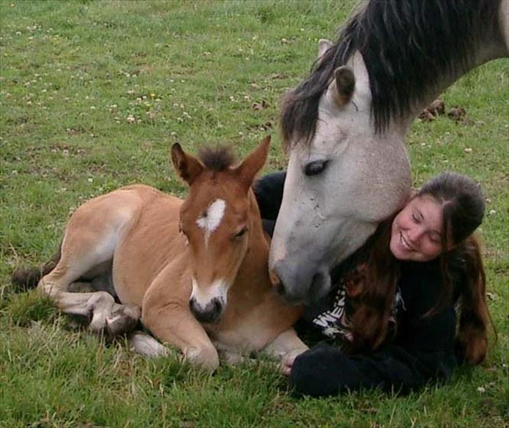 Connemara Bredemadgaards Astaldo billede 20