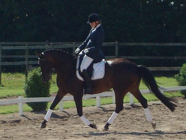 Dansk Varmblod Højersmindes Sheer - Distriktsstævne Tørring 7 august 2010 billede 15