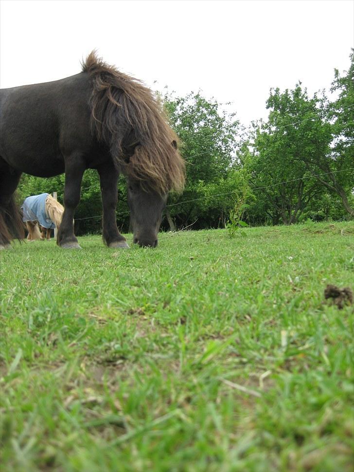 Shetlænder Vikter - Taget af: Mie billede 3