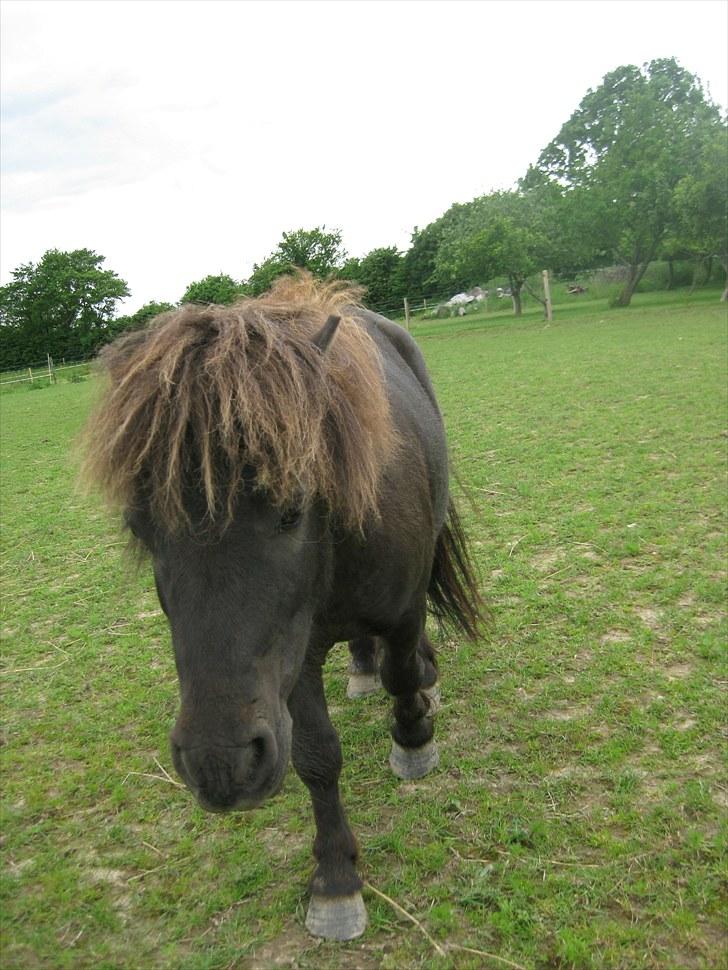 Shetlænder Vikter - Taget af: mie billede 4