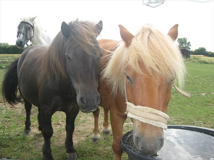 Shetlænder Vikter - Taget af: Anne sofie billede 5