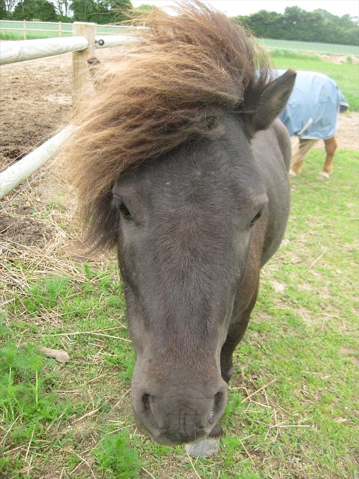 Shetlænder Vikter - Taget af: Mie billede 7