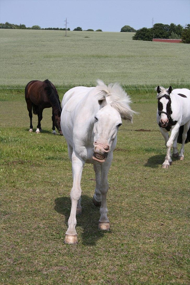 Anden særlig race Irish Patch billede 7