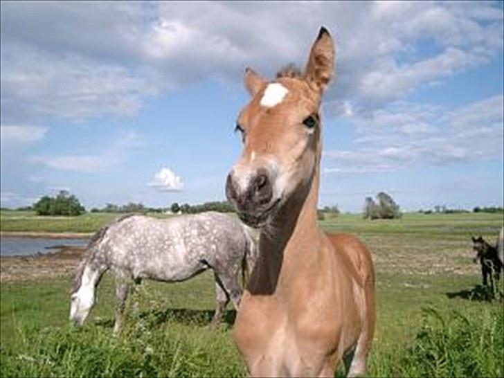 Connemara BREDEMADGÅRDS AICHA billede 22