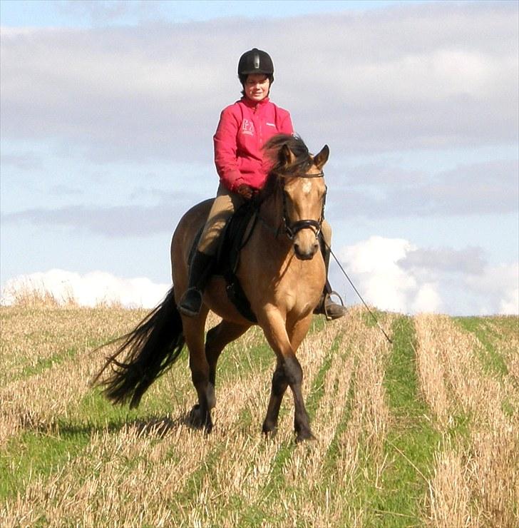 Connemara BREDEMADGÅRDS AICHA billede 23