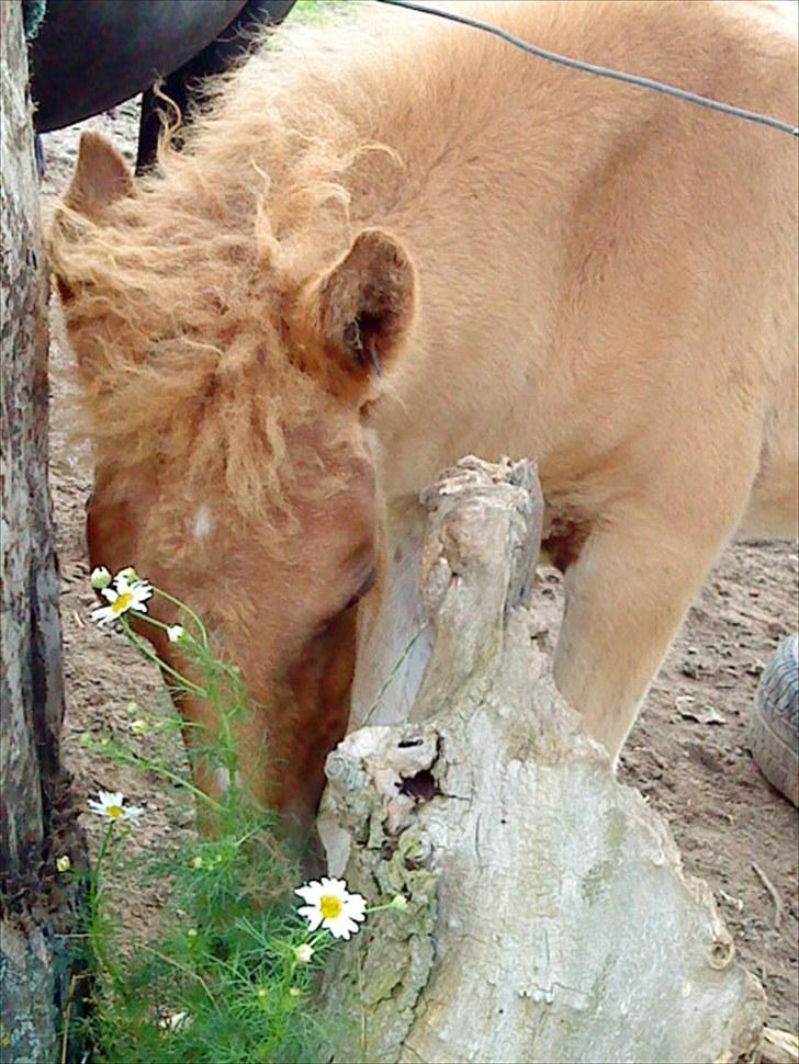 Islænder Lysa billede 11