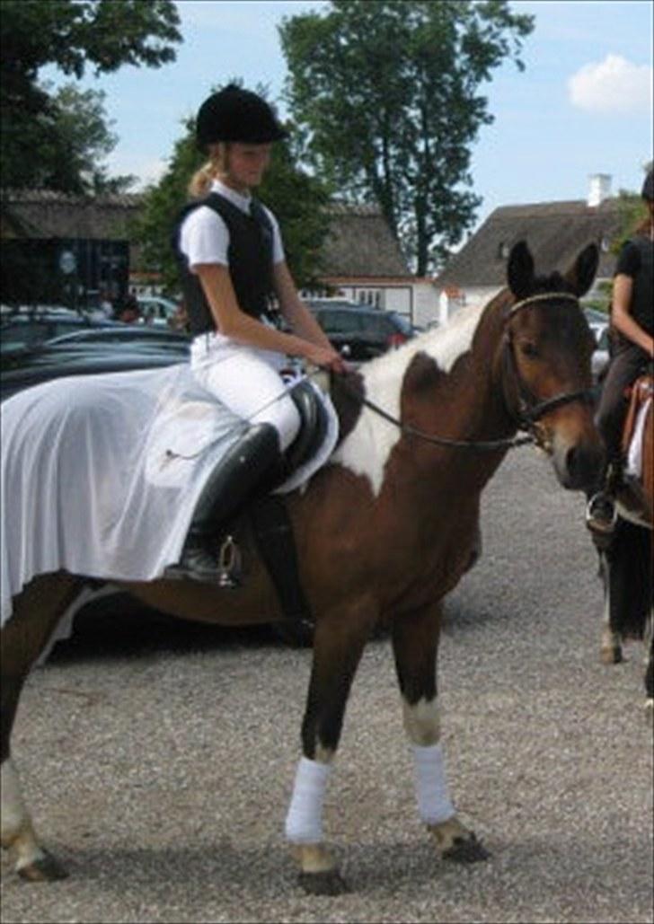 Anden særlig race *Vedhaugegårds High Five* SOLGT - til bryllup!:D billede 9