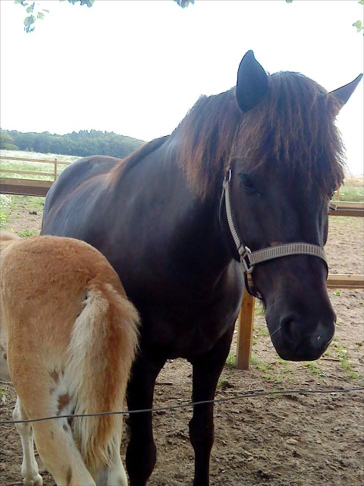 Islænder Lysa - Mor siger farvel, for mig.... JEG SPISER.... billede 12