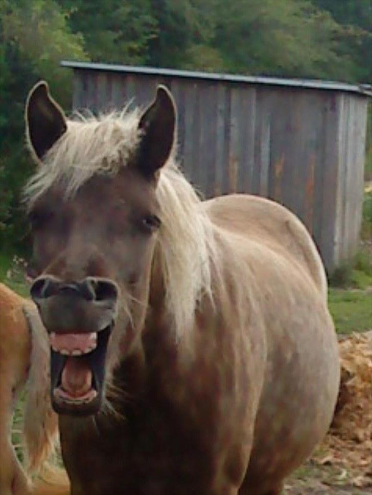 Islænder Fjóla - Hey, sidder der noget mellem mine tænder? Nå men hej da...  billede 16