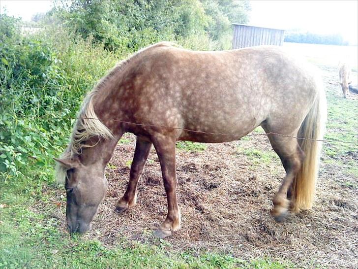 Islænder Fjóla billede 17
