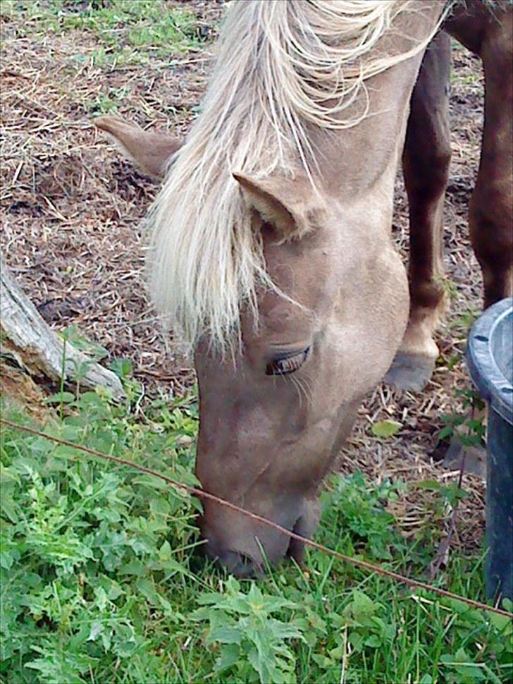 Islænder Fjóla billede 18