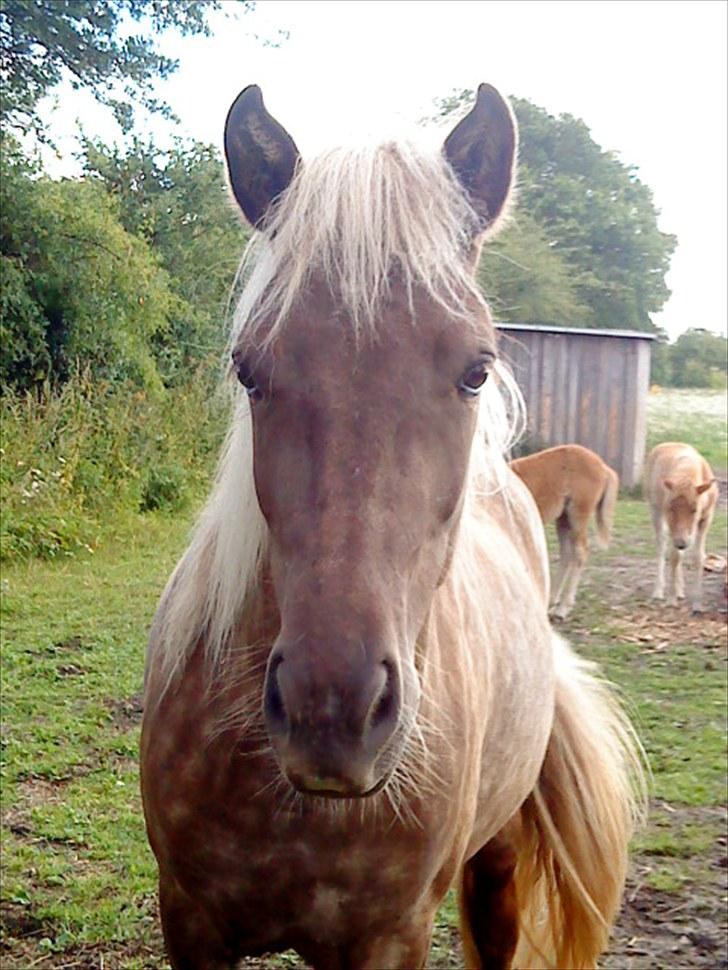 Islænder Fjóla billede 20