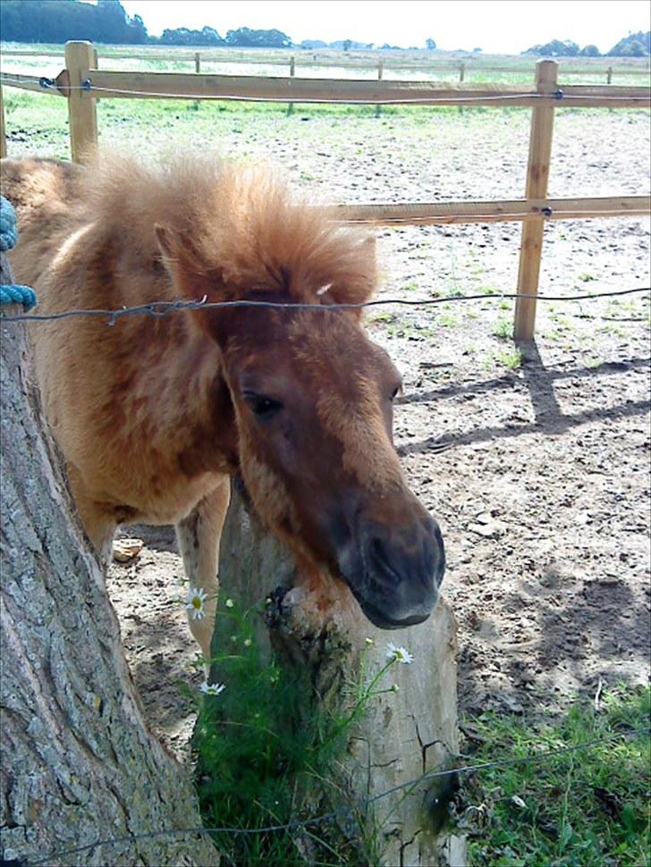 Islænder Líf<3 billede 10