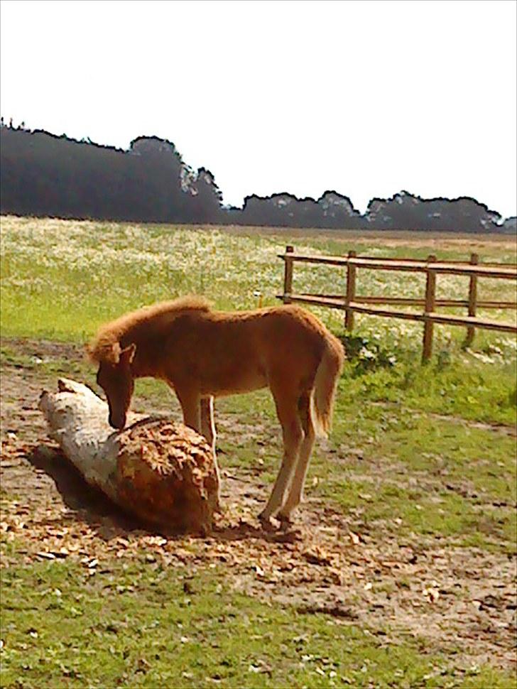 Islænder Líf<3 billede 11