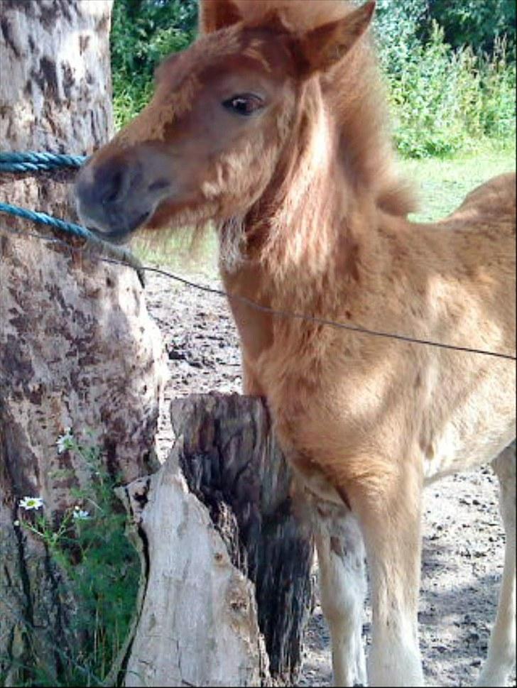 Islænder Líf<3 billede 12