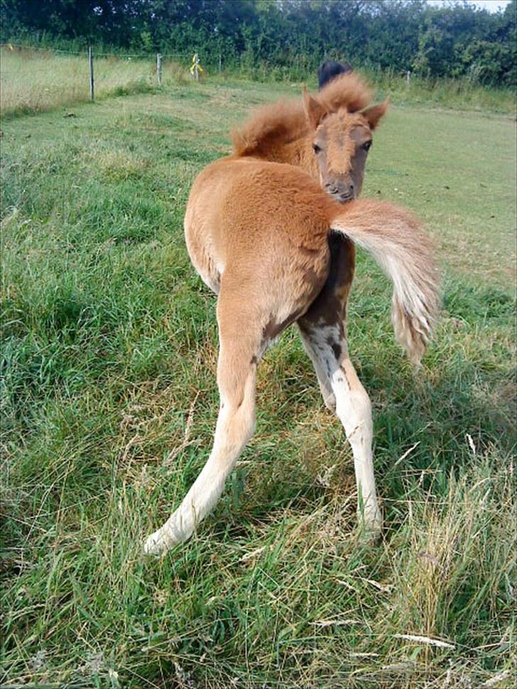 Islænder Líf<3 - Hmm...Så klør vi lige lidt (: billede 13