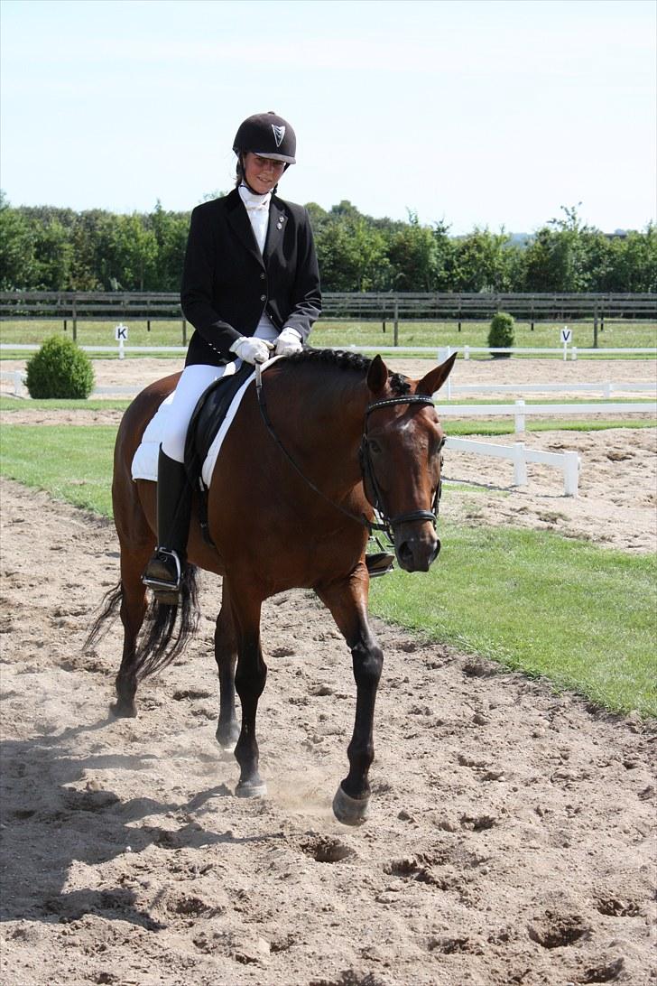 Dansk Varmblod Romann billede 9