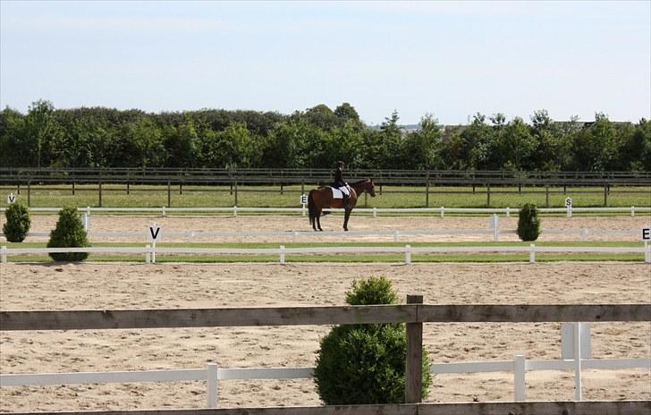 Dansk Varmblod Romann billede 10