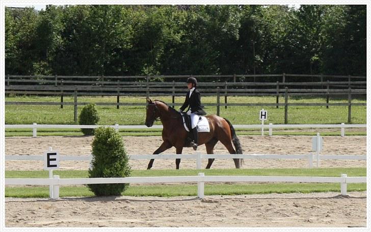 Dansk Varmblod Romann billede 11