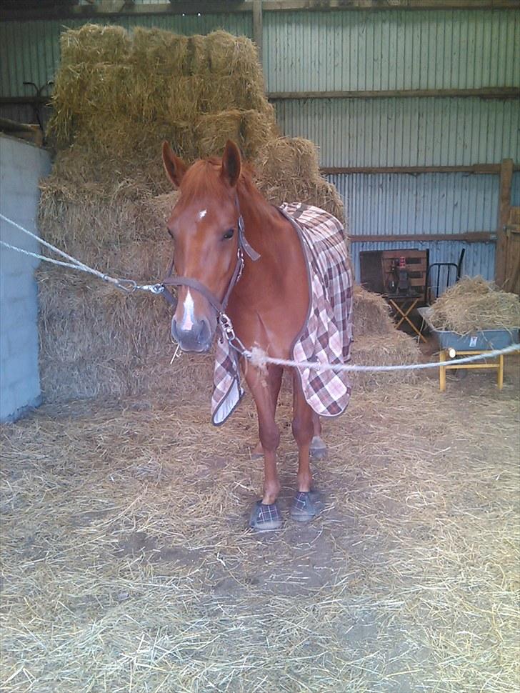 Oldenborg Diesel - Baby *;<3  - Smuksak ;)<333 billede 7