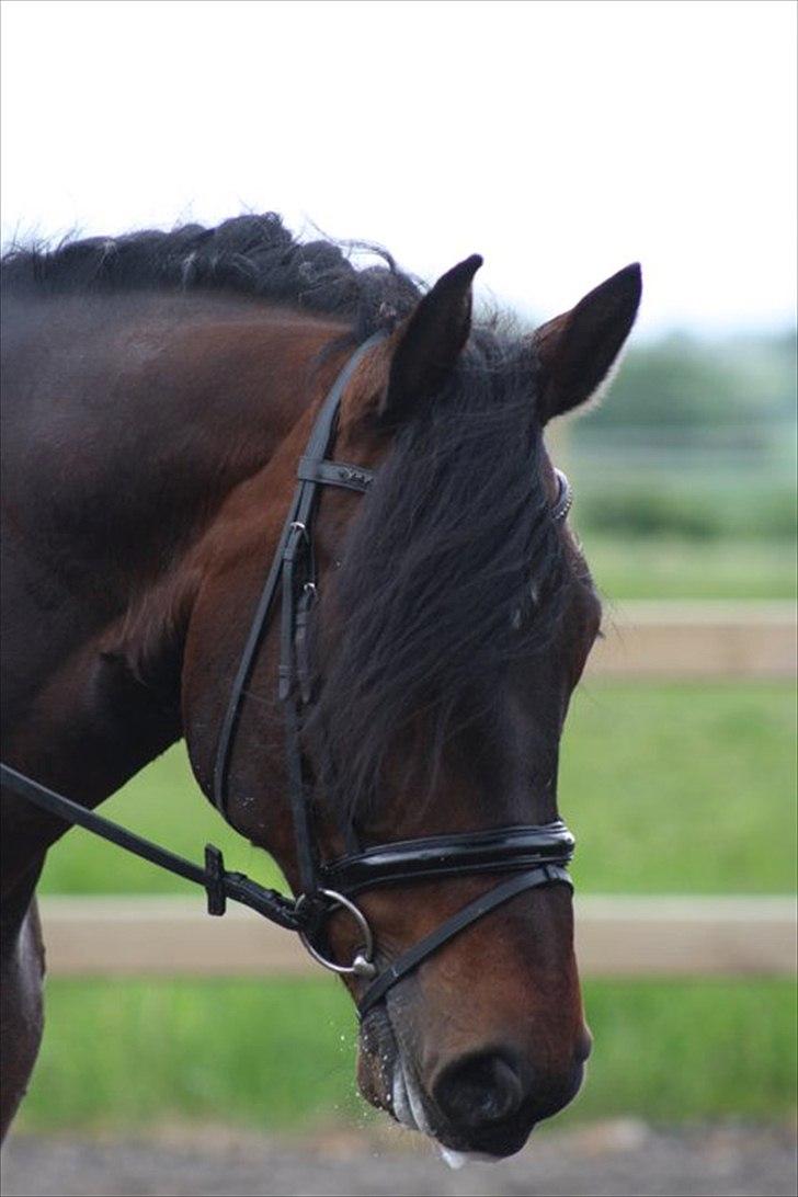 Oldenborg Malic Lilholm R.I.P - smukke ;) billede 7