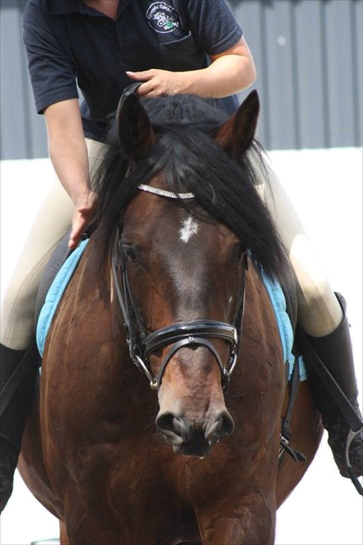 Oldenborg Malic Lilholm R.I.P - dygtig :) billede 14