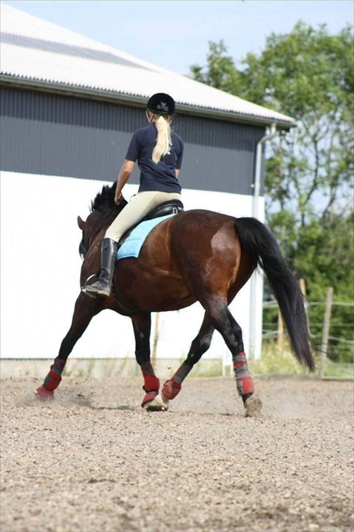 Oldenborg Malic Lilholm R.I.P - Han er en tung hest, med power i! :) billede 16