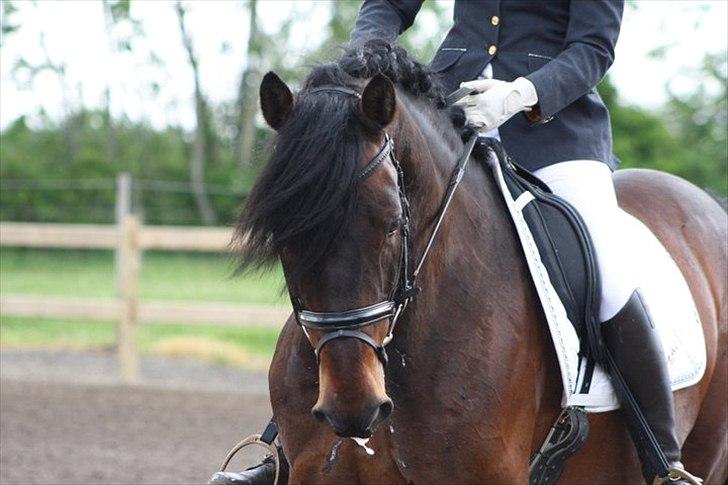 Oldenborg Malic Lilholm R.I.P - Stævne maj 2011 billede 18