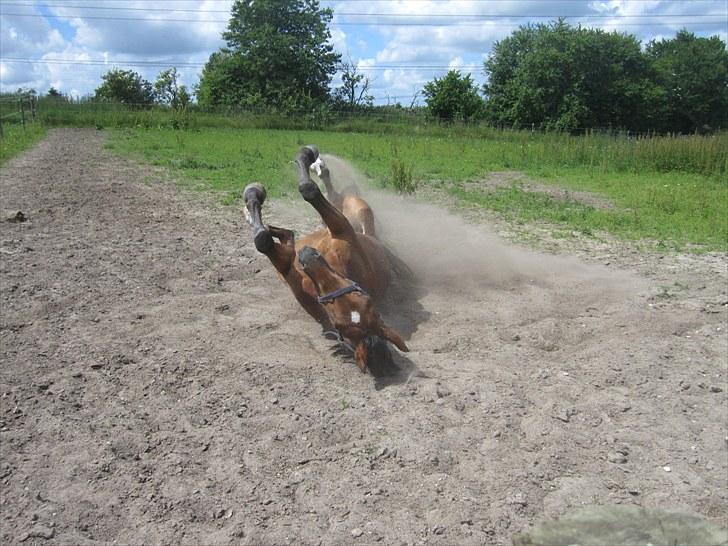 Anden særlig race Molino - Den 6. juli 2010 - dagen jeg fik ham billede 3