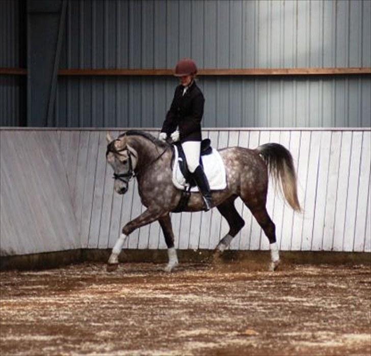 Arabisk fuldblod (OX) Dalí SS - Hingstedag hos Husted Arabians. Foto: Helle Nielsen fra Stutteri Svanemose billede 9