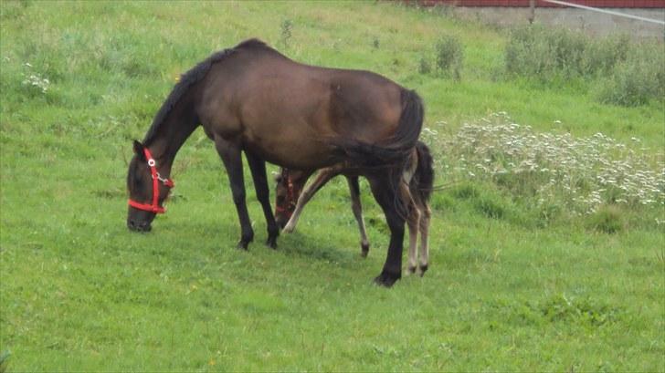 Fuldblod (XX) Gucci  SOLGT billede 7