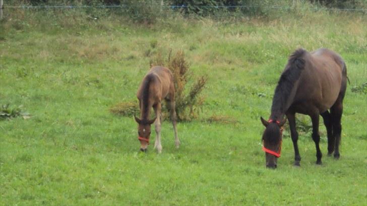 Fuldblod (XX) Gucci  SOLGT billede 8