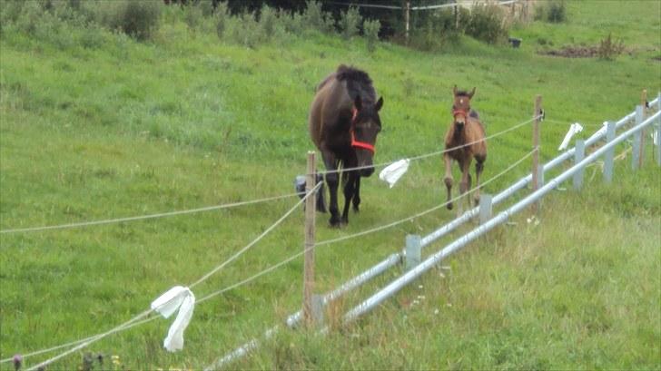 Fuldblod (XX) Gucci  SOLGT - Gucci synes det er dejligt at komme på fold igen billede 9