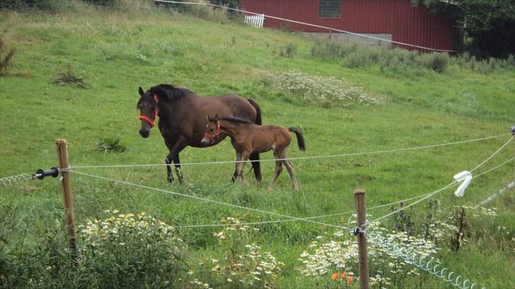 Fuldblod (XX) Gucci  SOLGT billede 10