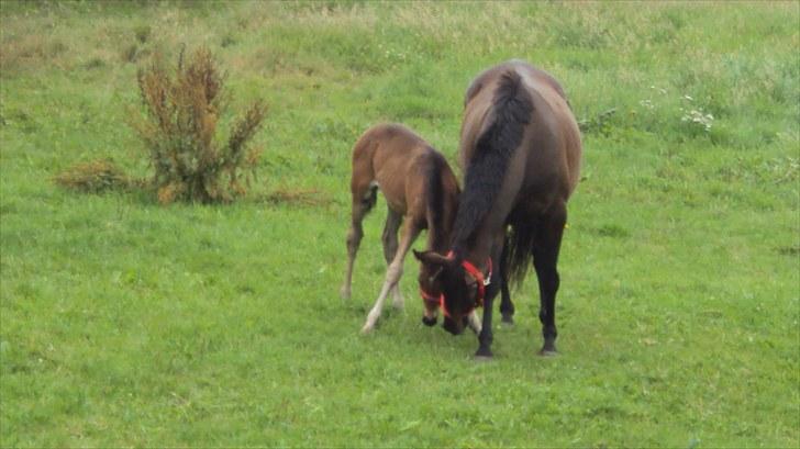 Fuldblod (XX) Gucci  SOLGT - Gucci ska lige være sikker på at Tutsi er ren billede 11