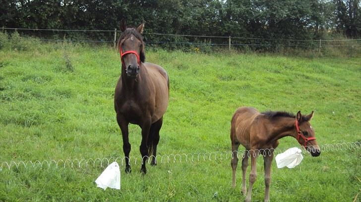 Fuldblod (XX) Gucci  SOLGT - Tror Gucci synes det er dejligt at komme på fold igen billede 12